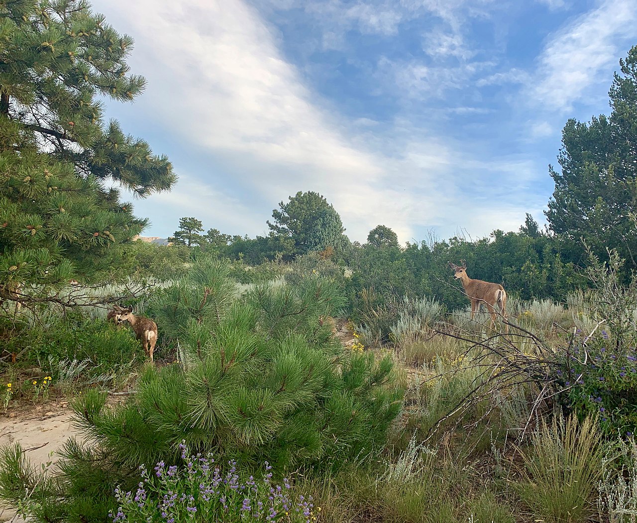 Ute Valley Park: The Overlooked Trail System on Colorado Springs’ West Side